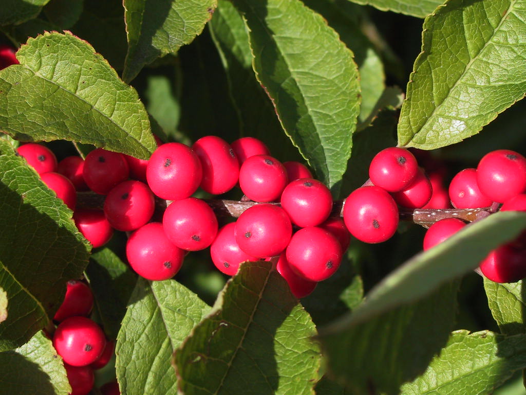 Ilex verticillata (female) Weiblich 03.jpg